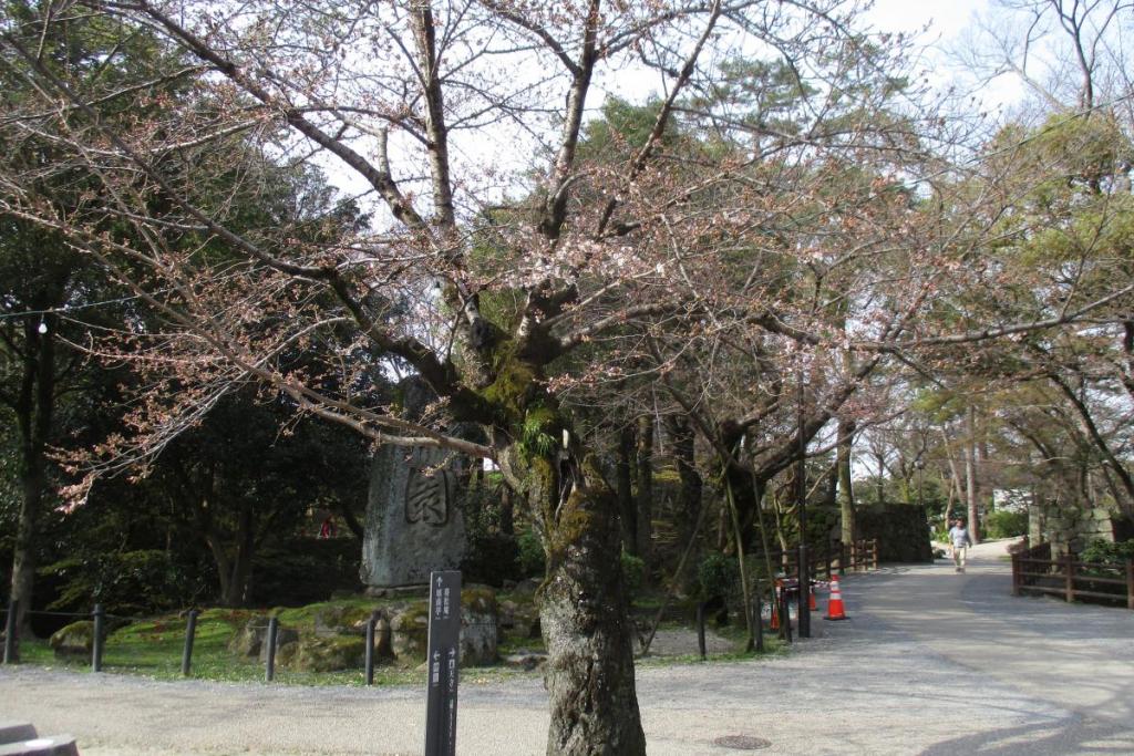 元康像近くの桜