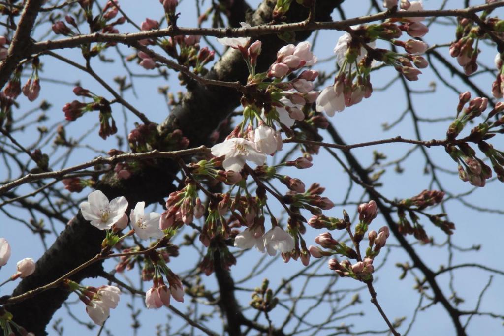 元康像近くの桜