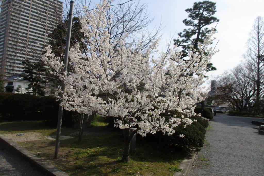 からくり時計付近の神代桜