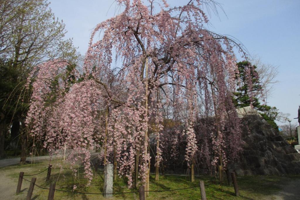 花時計付近のしだれ桜