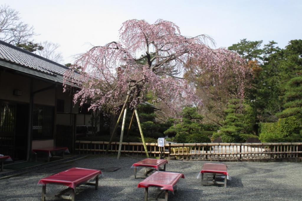 立礼席のしだれ桜