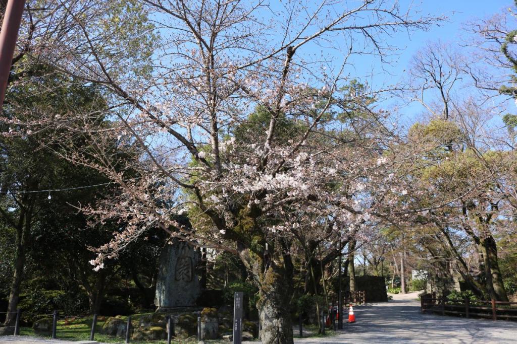 元康像近くの桜