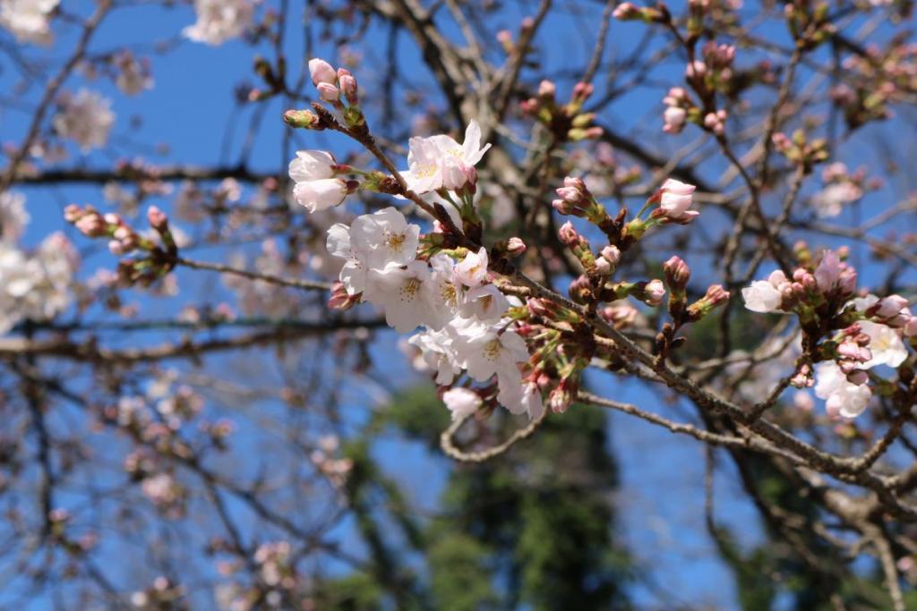 咲き始めています