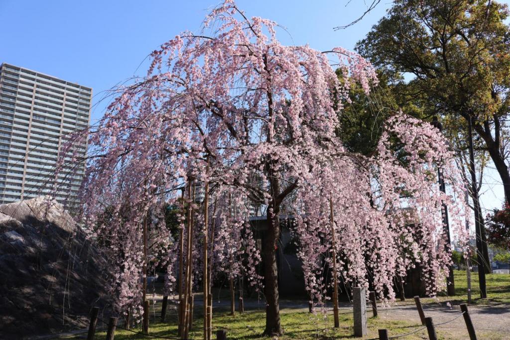 三春の滝桜