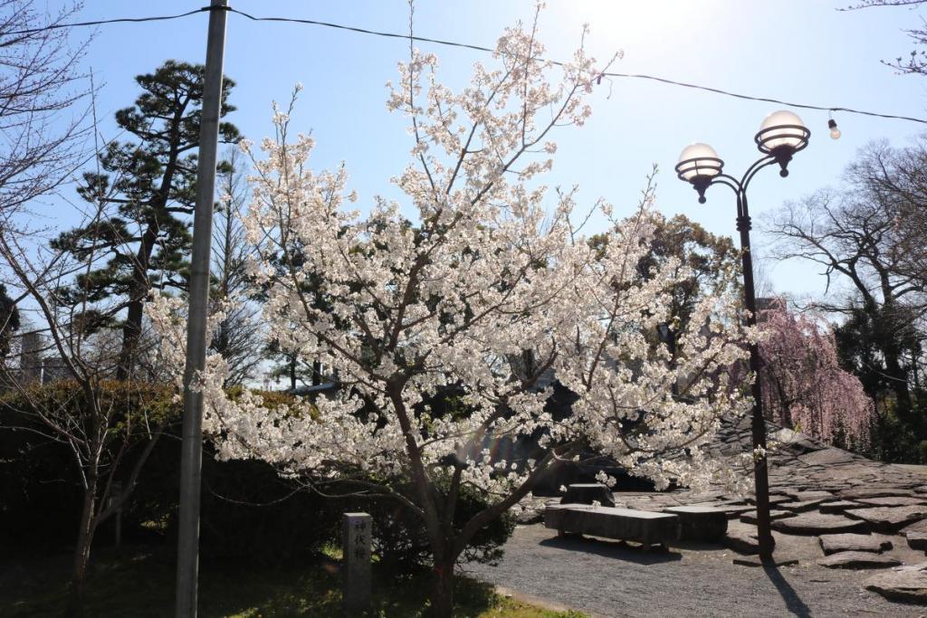 神代桜も見頃を迎えています