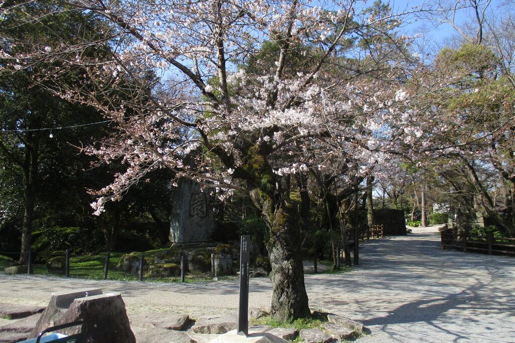 元康像近くの桜