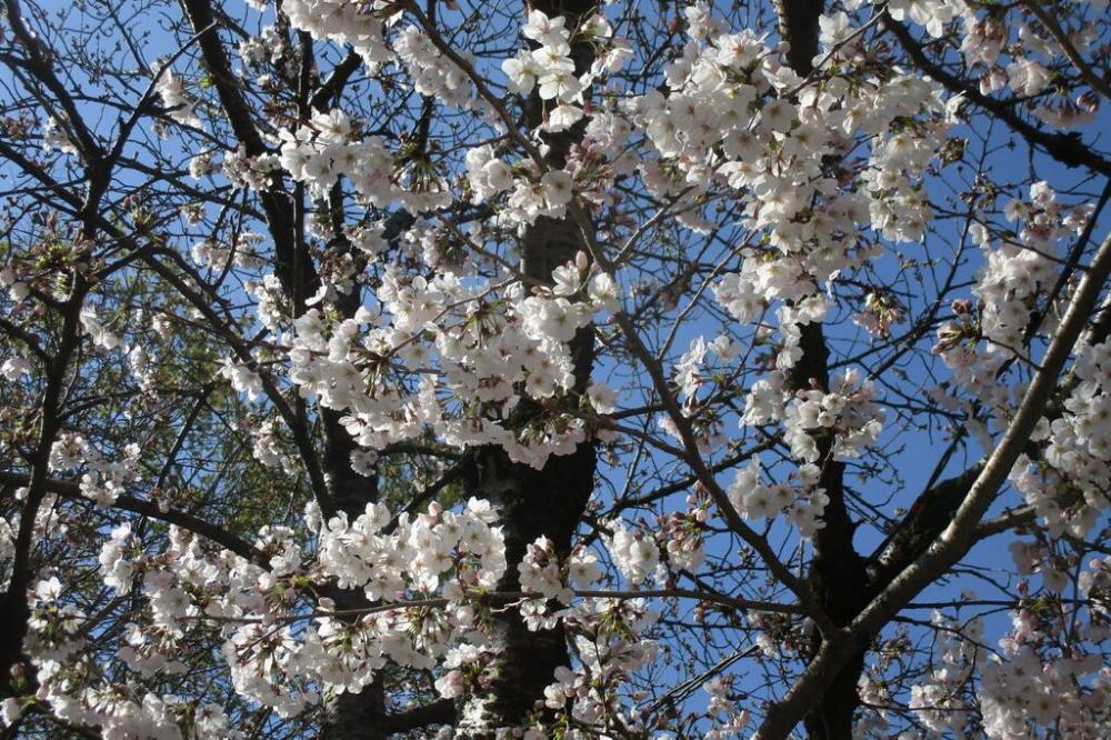 開花が進んでおります