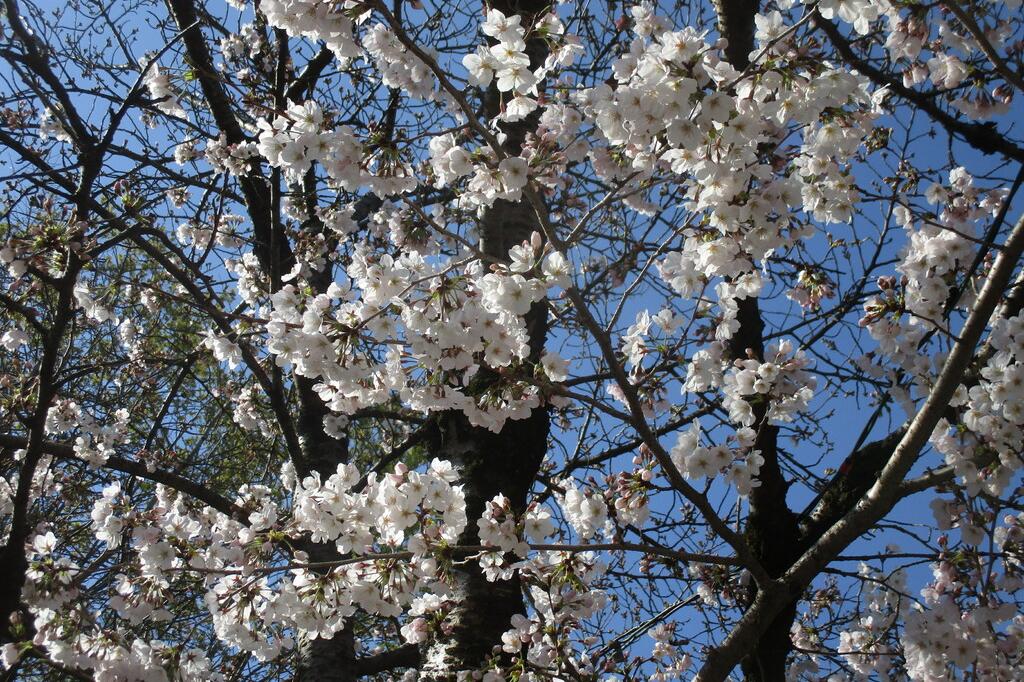 開花が進んでおります