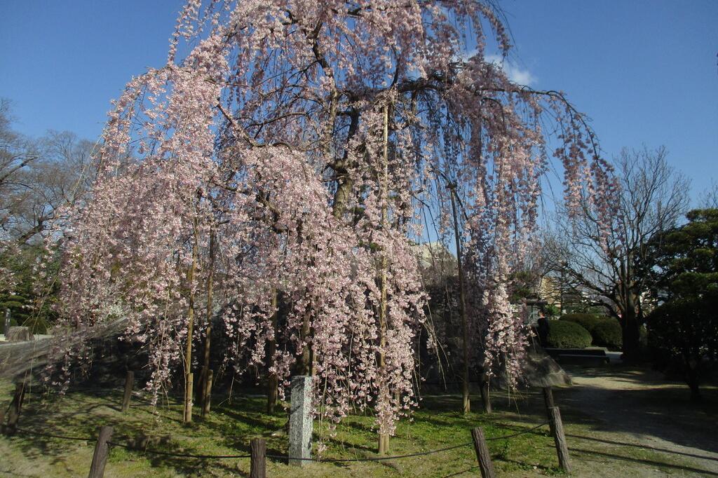 三春の滝桜