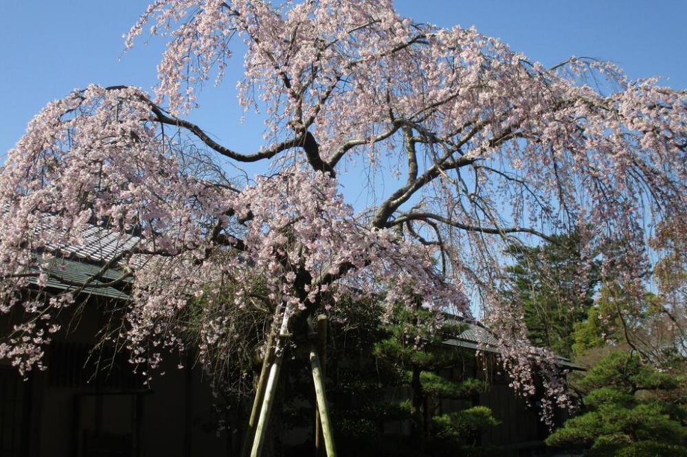 お茶室のしだれ桜