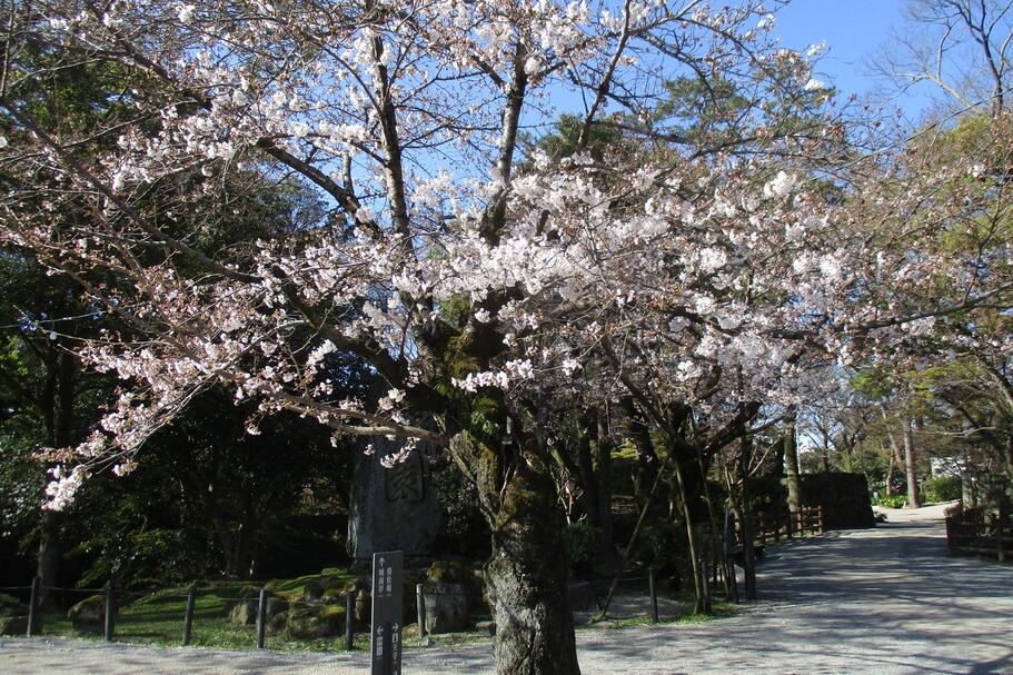 元康像近くの桜