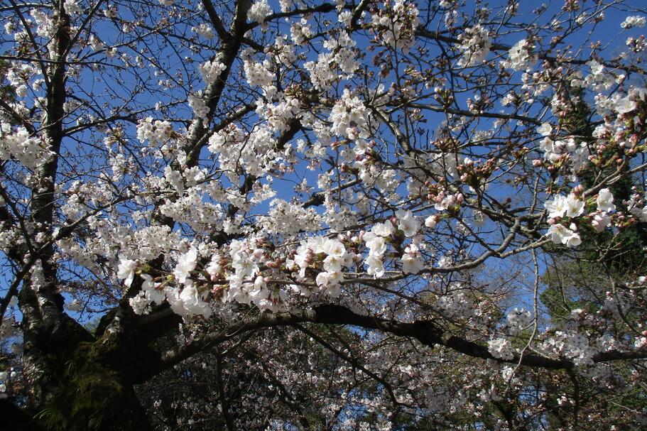 咲き始めています