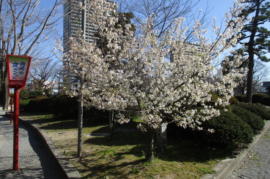 神代桜はお早めに