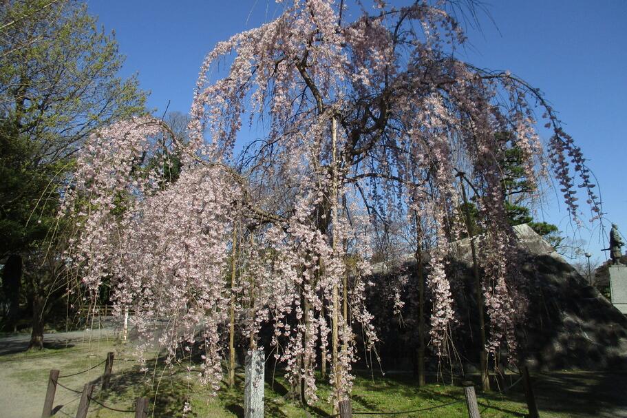 三春の滝桜