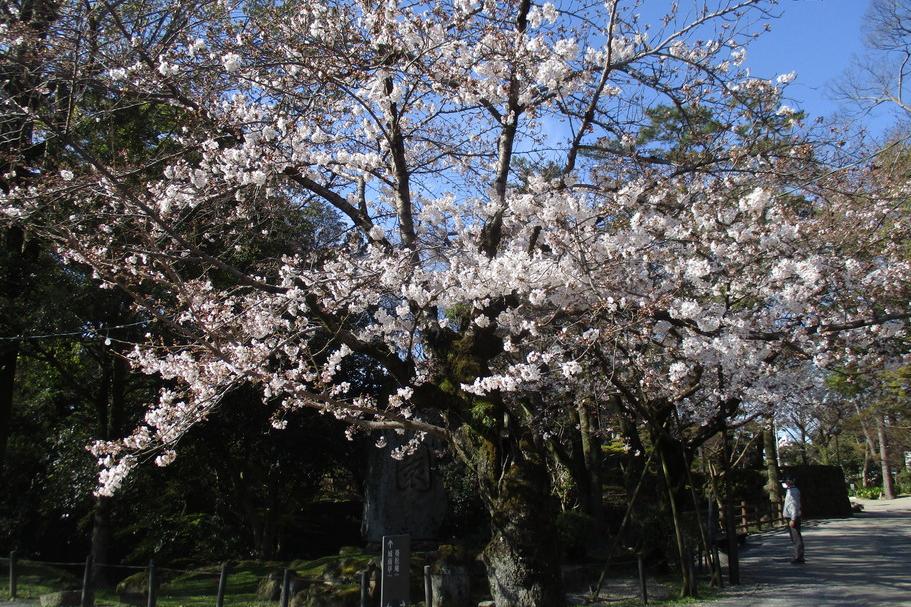 元康像近くの桜