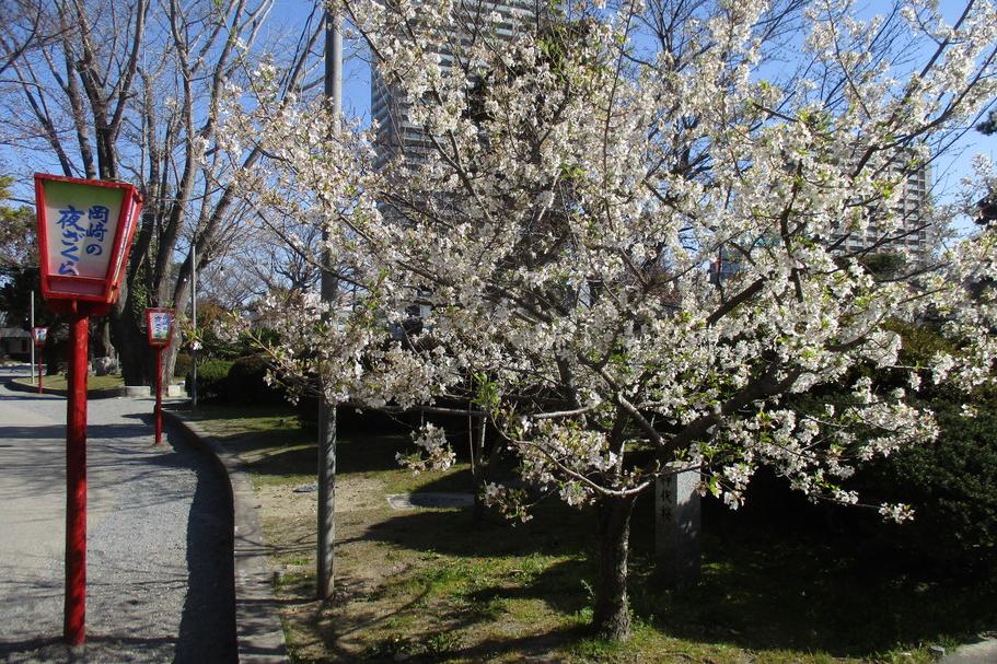 神代桜は葉が出始めました