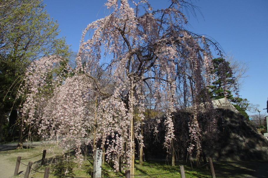 三春の滝桜