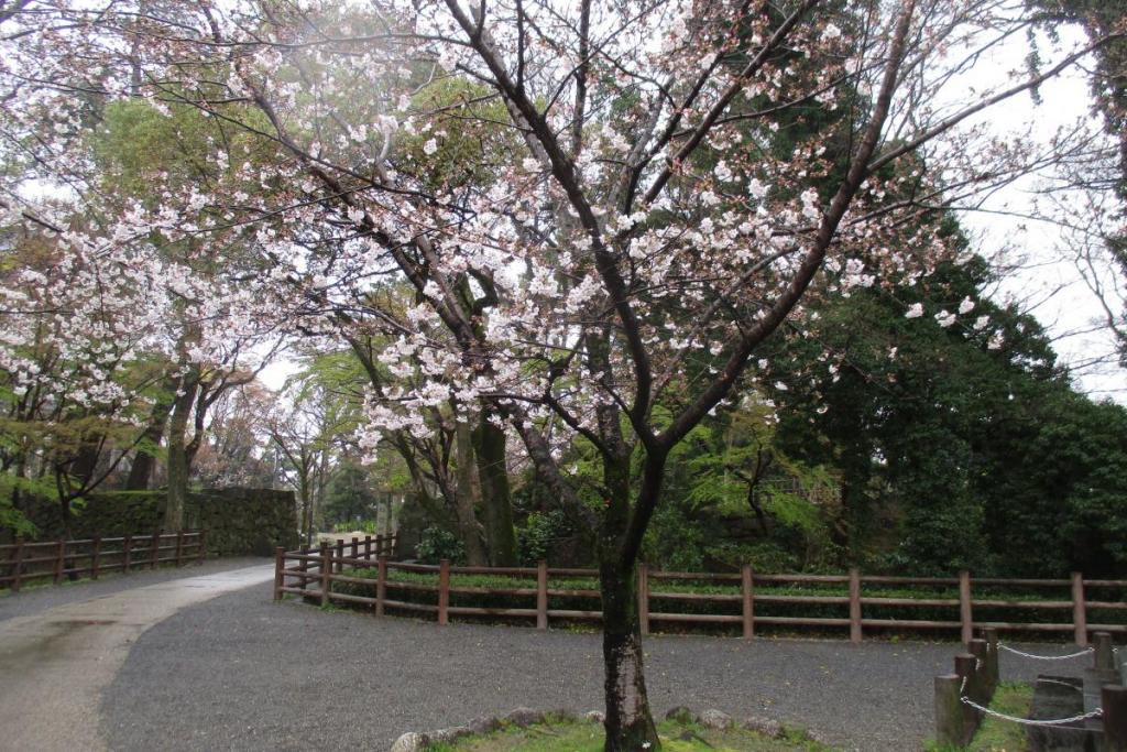 元康像近くの桜