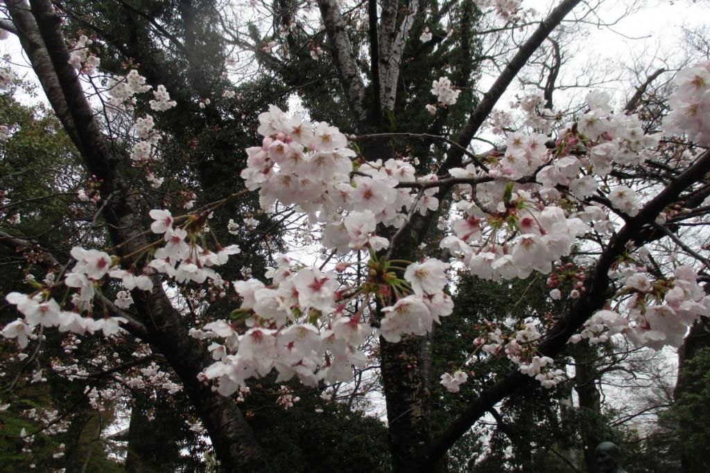 たくさんの花が咲き始めています。