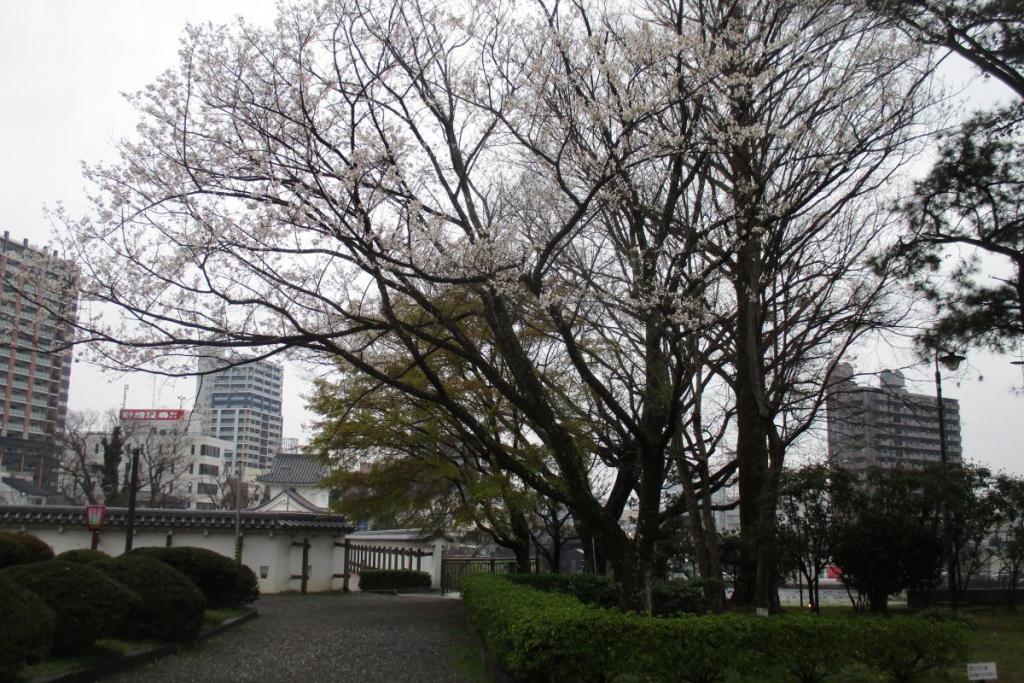 淡墨の桜