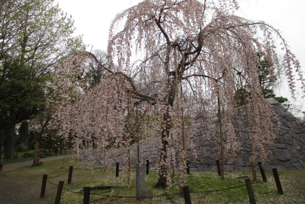 三春の滝桜