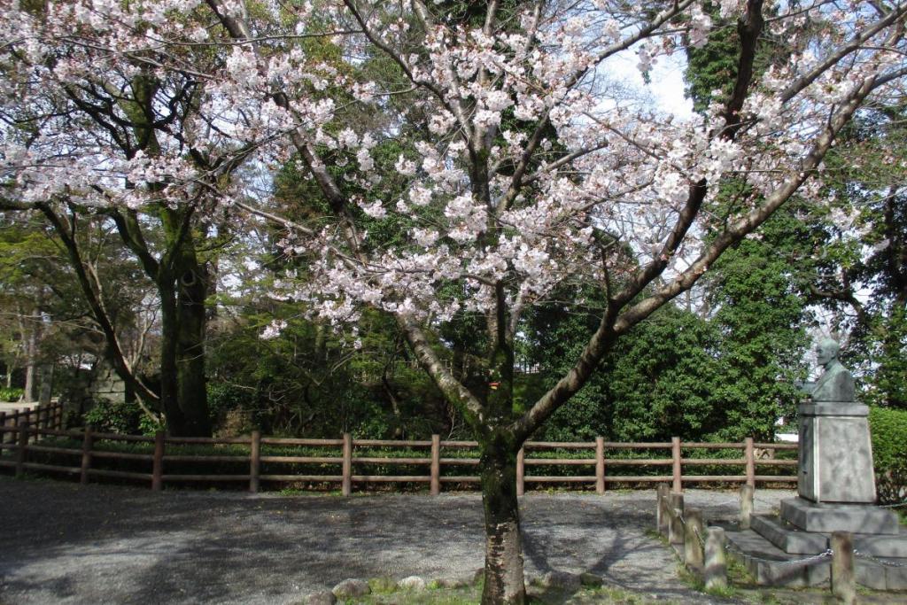 元康像近くの桜