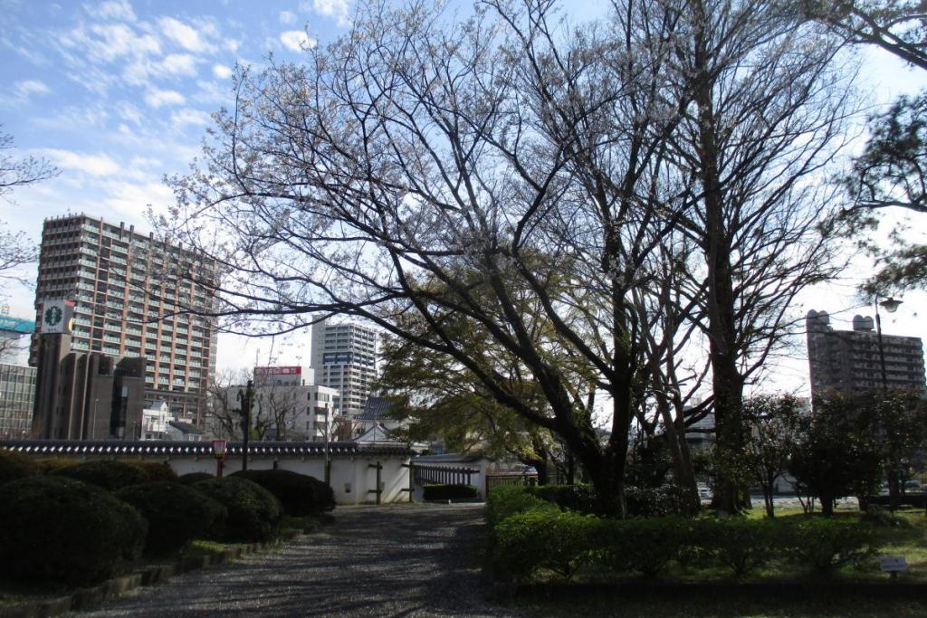 淡墨の桜