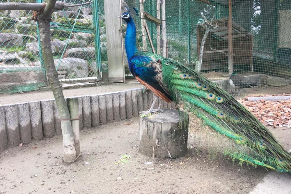 クジャクのオスが羽を広げ始めました！【東公園動物園】｜新着