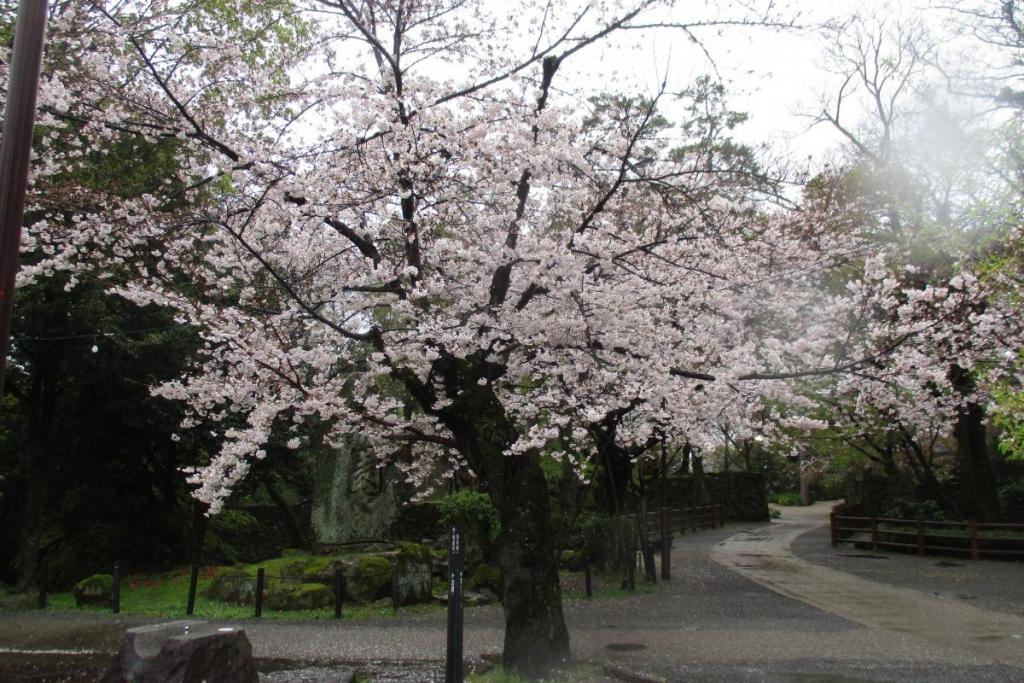 元康像近くの桜