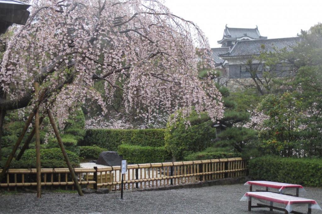 お茶室のしだれ桜