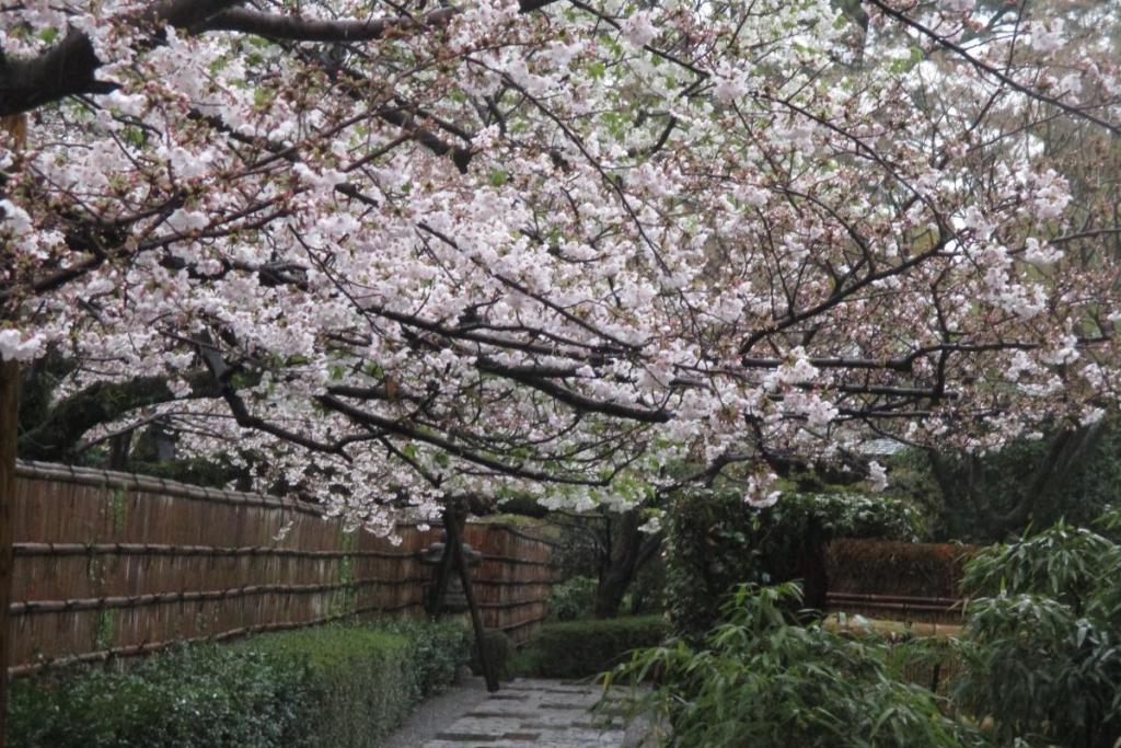 雨の日の桜もきれいです