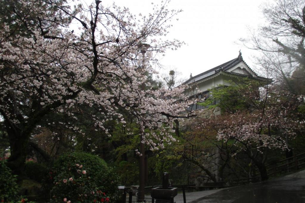 龍城堀周辺の桜も見頃を迎えています