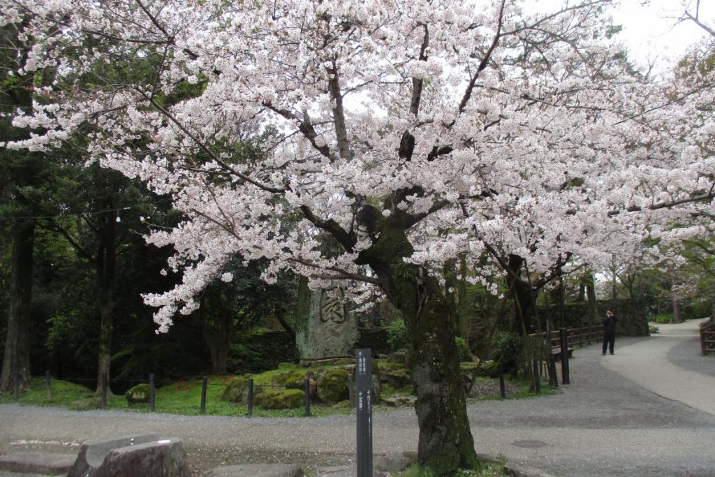 元康像近くの桜