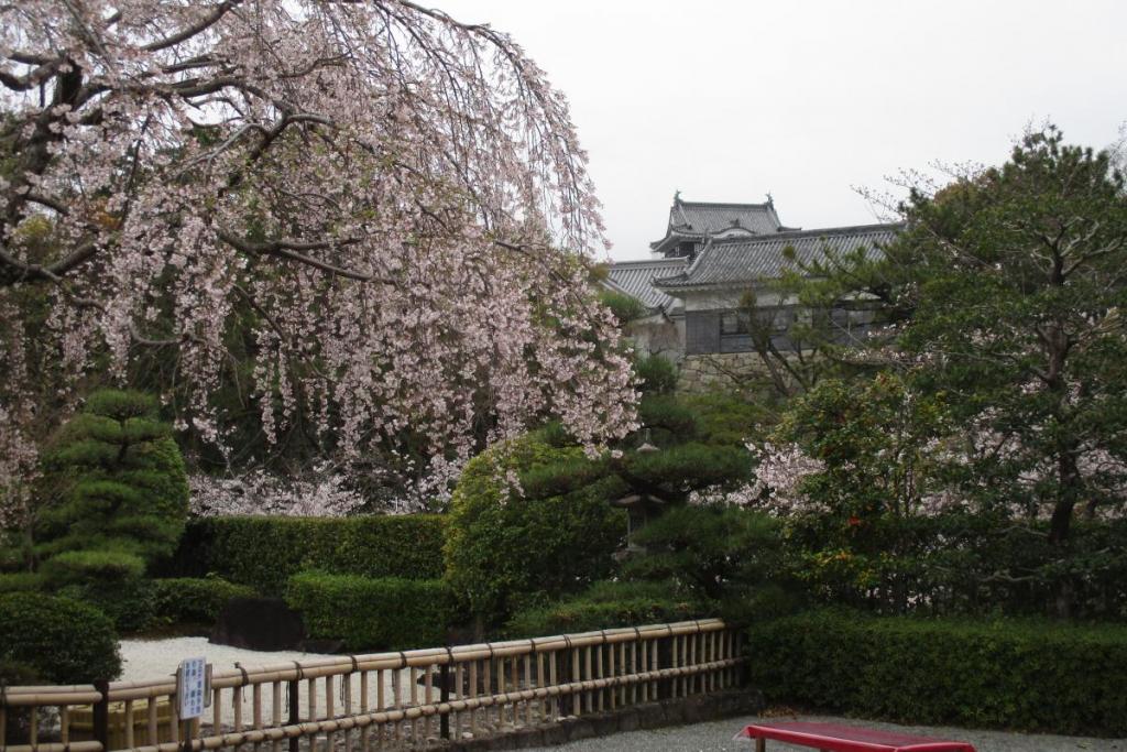 茶室のしだれ桜