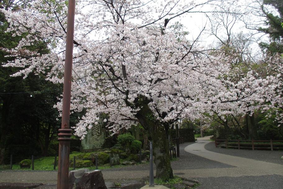 元康像近くの桜