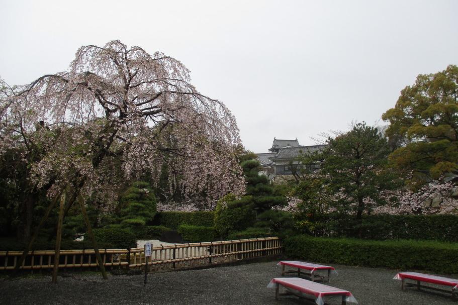 茶室のしだれ桜