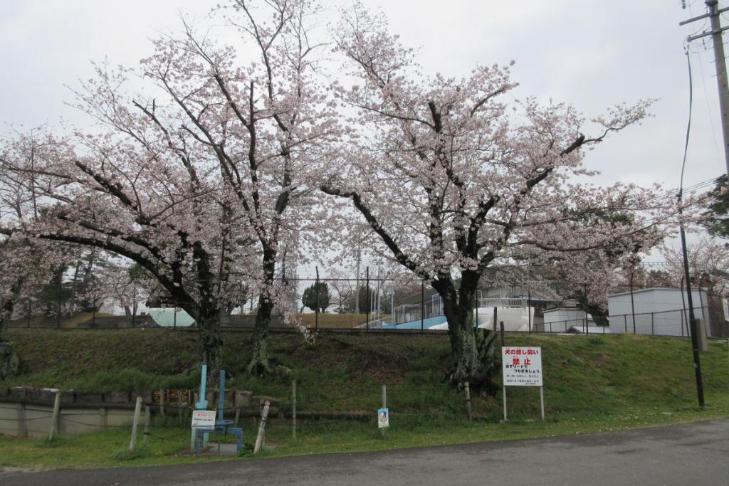 染井吉野　全体