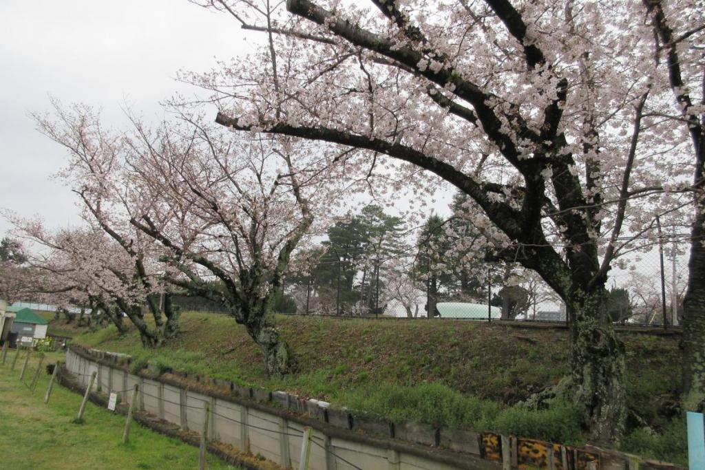 染井吉野　全体