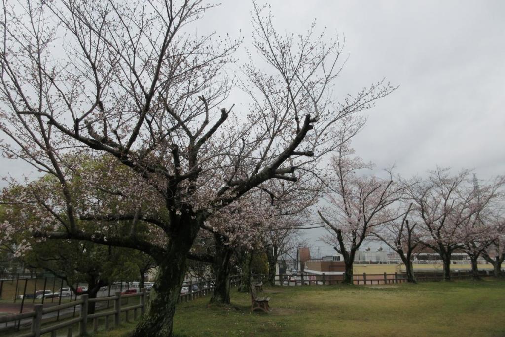 染井吉野　全体