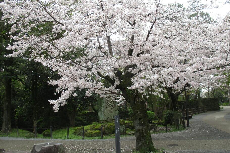 元康像近くの桜