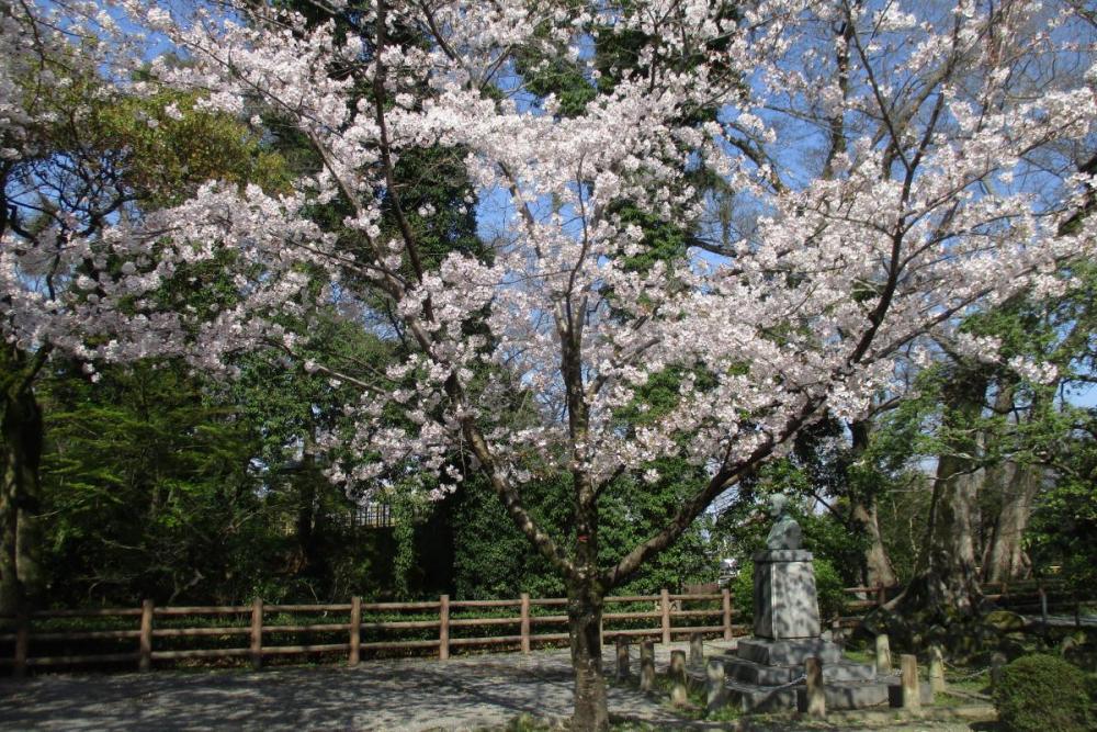 元康像近くの桜