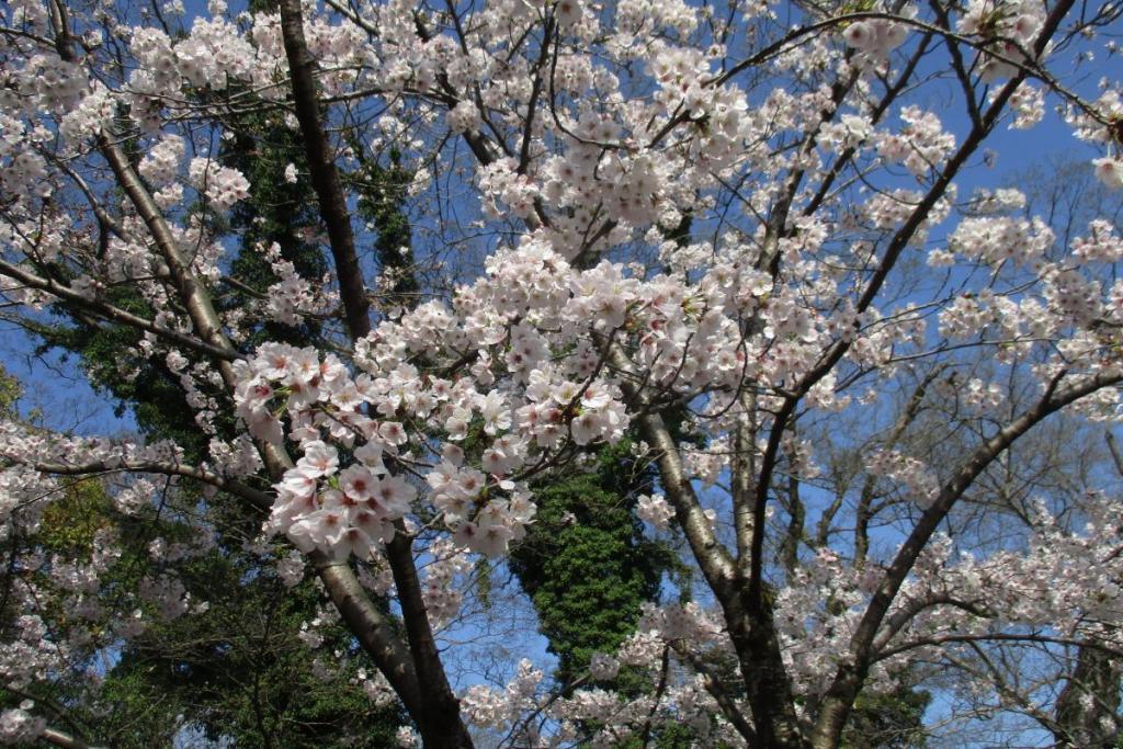 たくさんの花が咲き始めています。