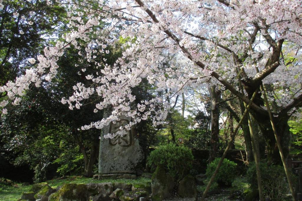 元康像近くの桜