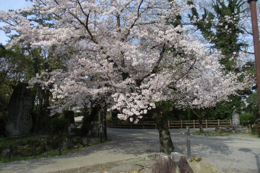 元康像近くの桜