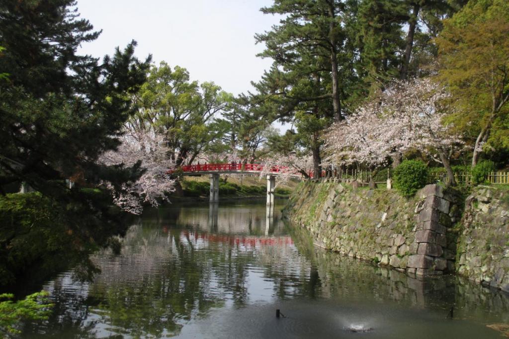 龍城堀の桜