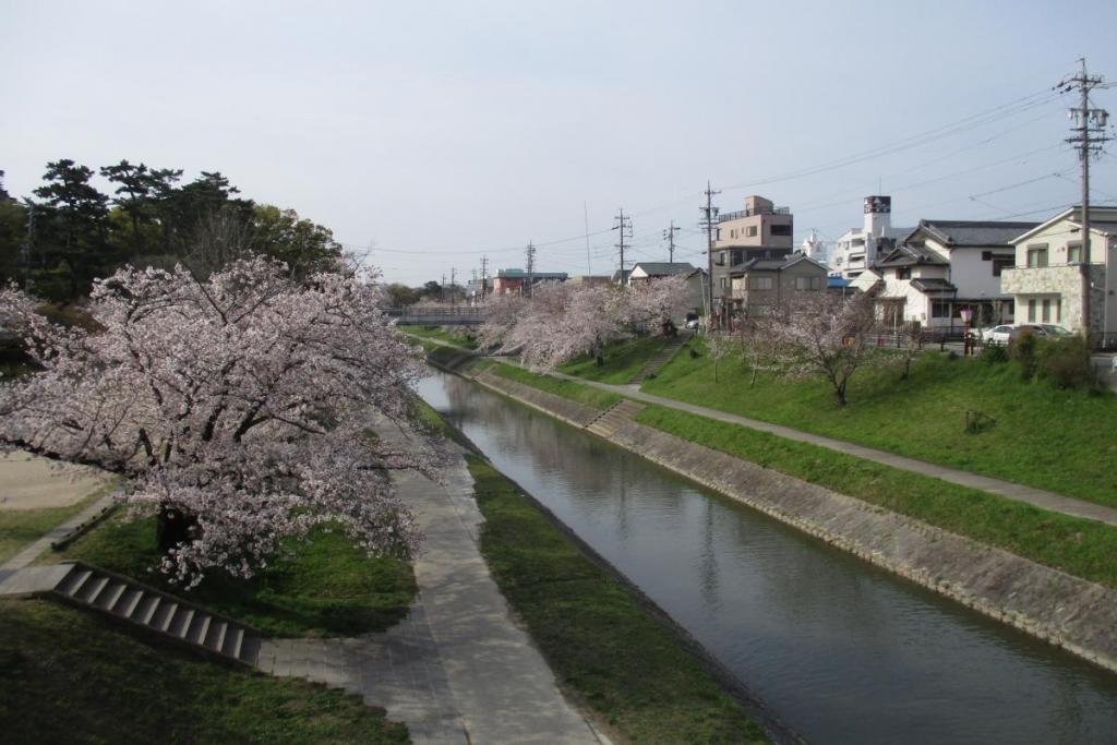 伊賀川の桜