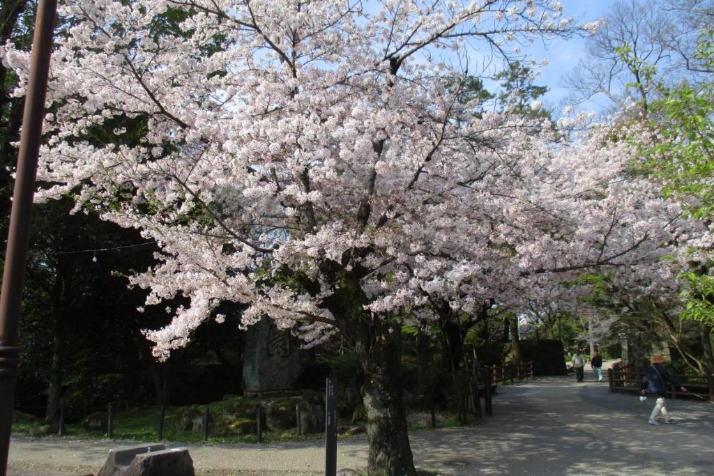 元康像近くの桜