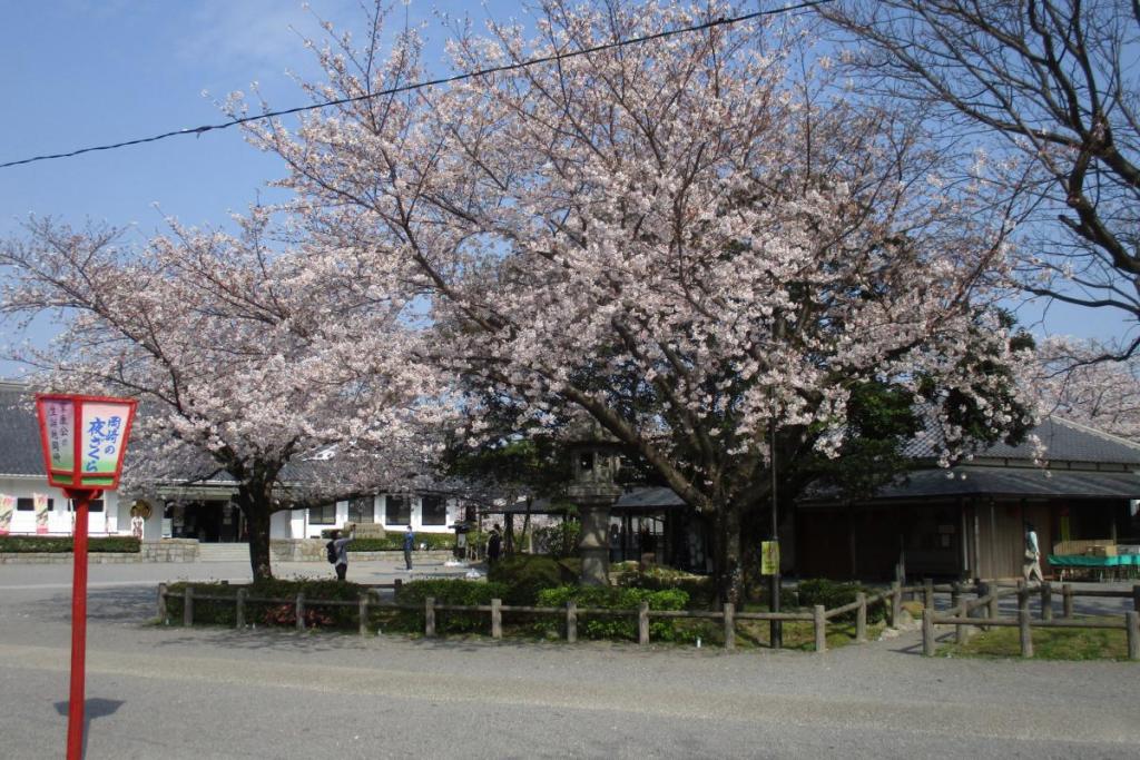 「おかざき屋」前の桜