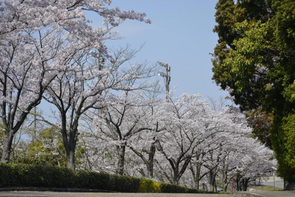 野球場裏