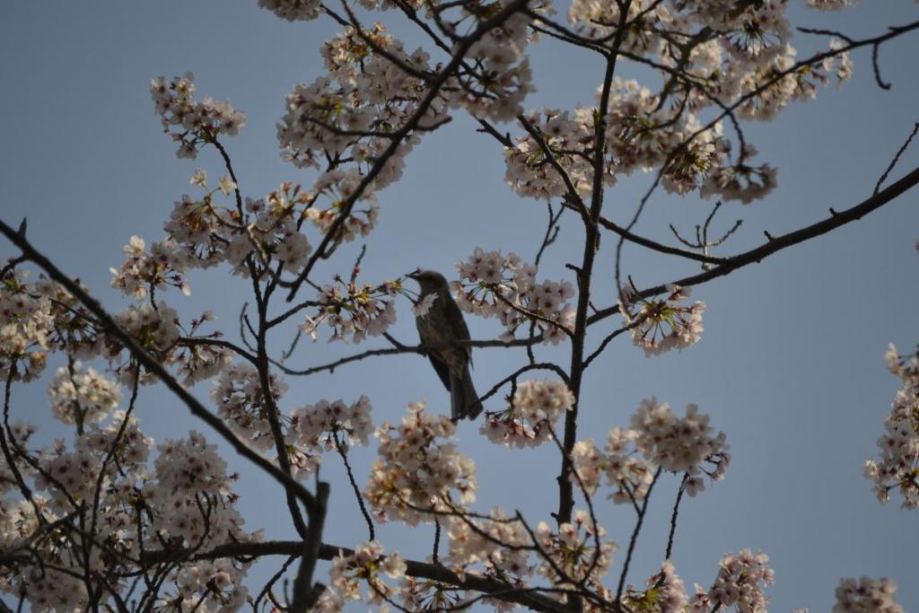 桜の木にいたヒヨドリ